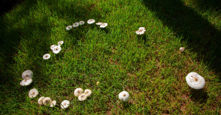 Things White Mushrooms In Your Oregon Yard Might Be Telling You