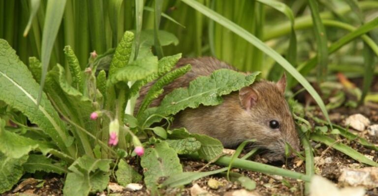The Fall Yard Habits That Can Attract Rodents To Georgia Homes