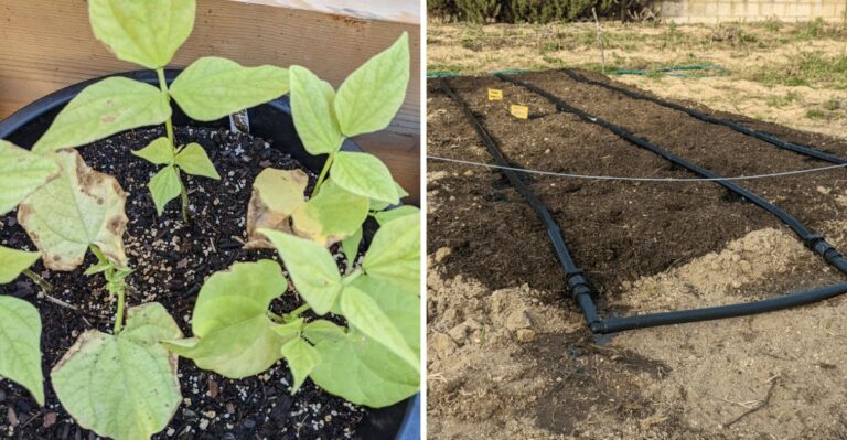 How Georgia Gardeners Transition From Summer Burnout To Fall Harvests