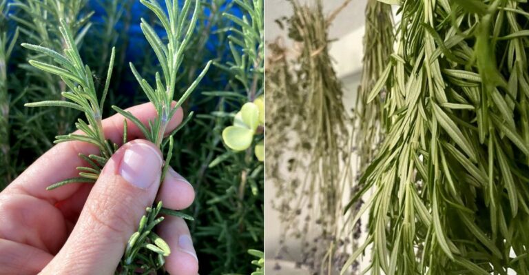 How To Dry Oregon Rosemary Before The Cold Snap Ruins The Harvest