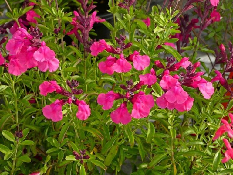The Fall Planting List Every Arizona Gardener Should Finish Before Halloween