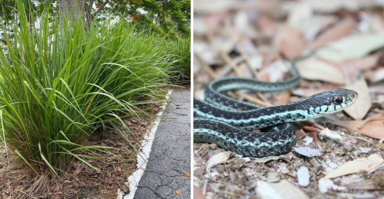 The Ornamental Grass That’s Turning Your Florida Flower Bed Into A Snake Highway