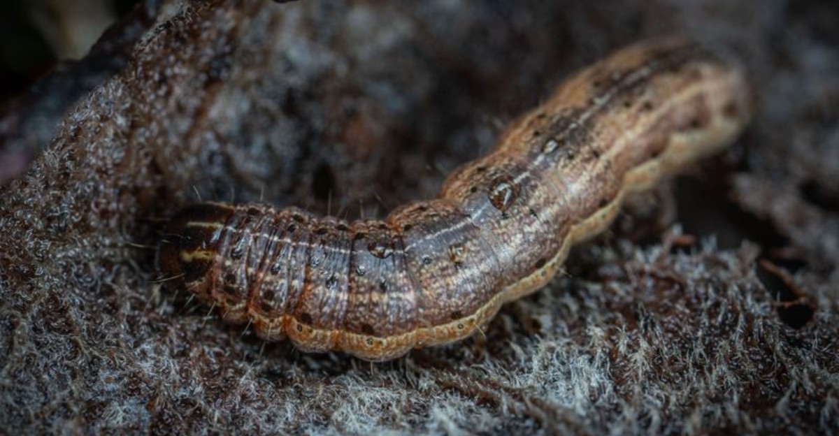 close-up of fall armyworm