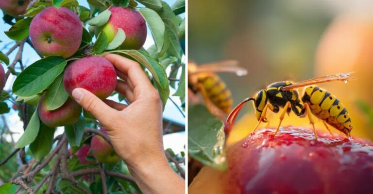 Why Michigan Orchards And Fruit Trees Attract So Many Yellowjackets In September