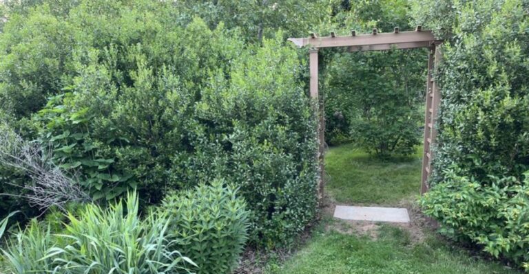yard with dense privacy shrubs