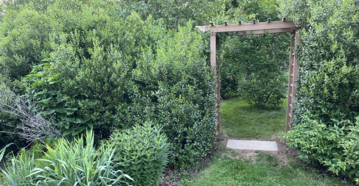 yard with dense privacy shrubs