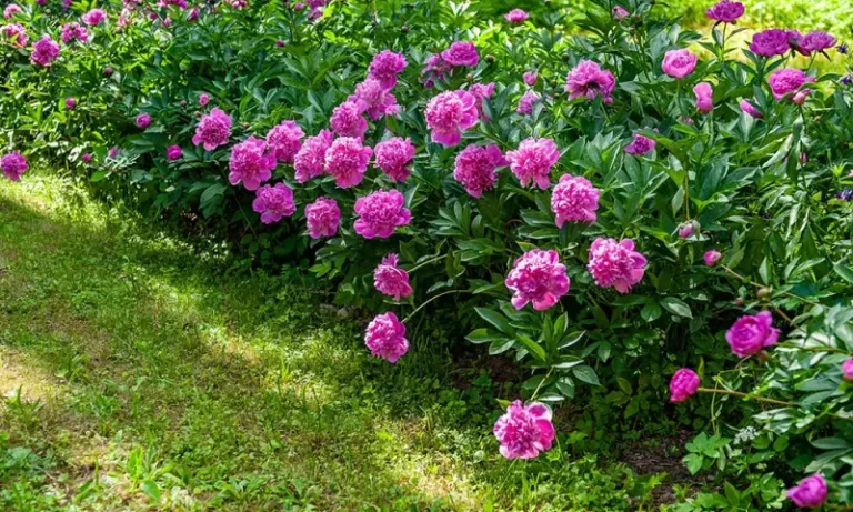 6 Spring-Blooming Perennials You Should Divide Right Now In Wisconsin For Twice The Plants
