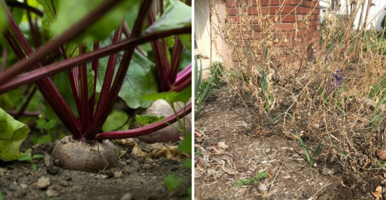 What California Gardeners Should Do With Spent Vegetable Plants Before Winter