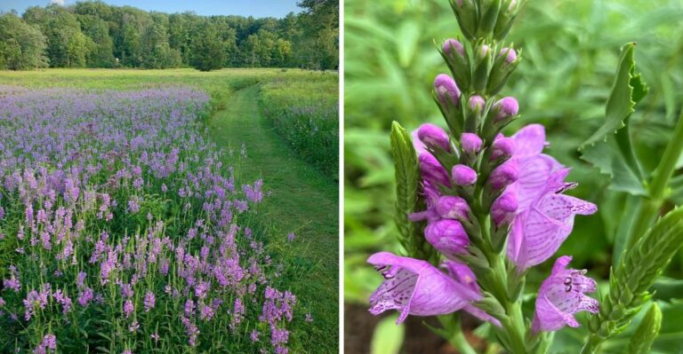 The Native Pennsylvania Perennial That Spreads Aggressively In A Good Way Through Heavy Clay Soil