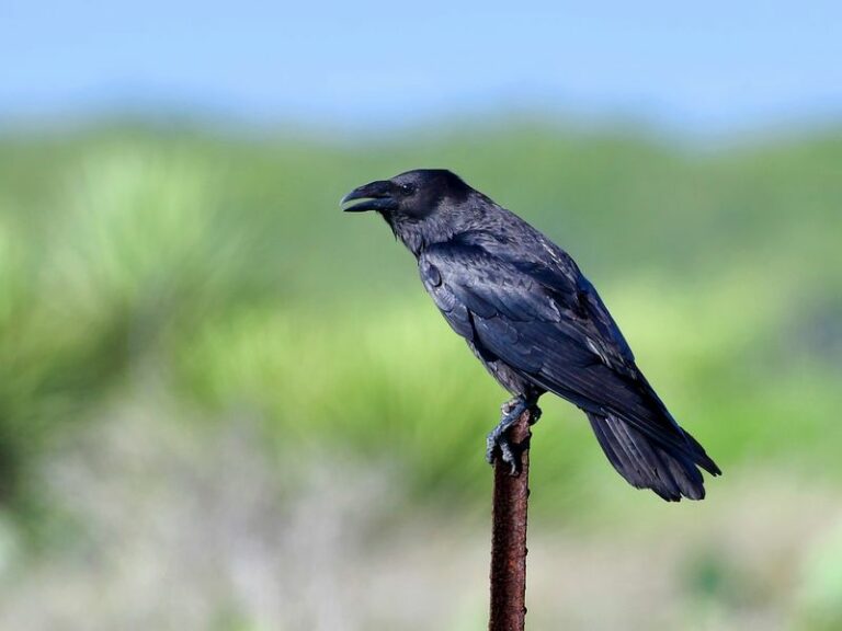 Ravens In Your Arizona Yard: The Wolf-Call Trick Is Unproven, But Their Real Intelligence Is Fascinating