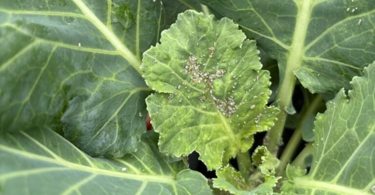 What White Speckles On Your North Carolina Collards Are Really Telling You