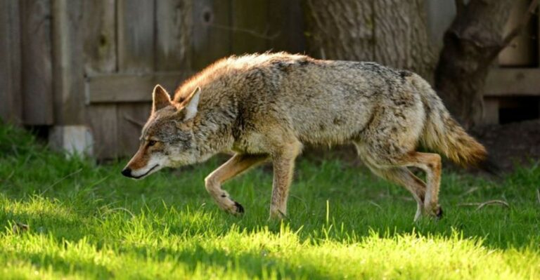 Why Georgia Homeowners May Hear More Coyotes At Night This Fall