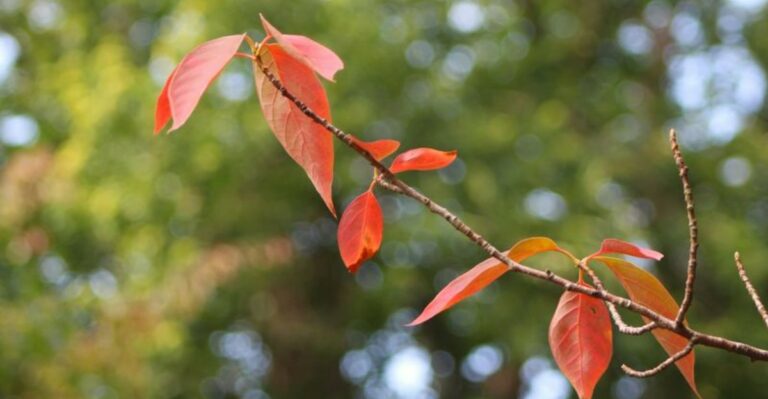 Indiana Trees That Turn Red Early May Be Signaling Stress