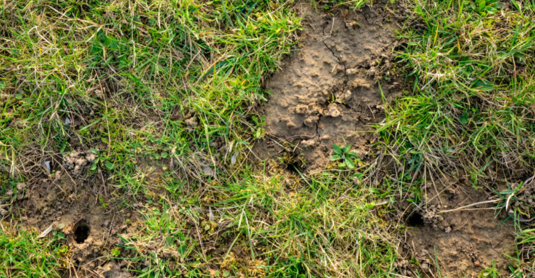 What Keeps Digging In Your Garden At Night? Look For These Signs