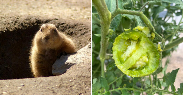 9 Signs A Groundhog Is Visiting Your New Jersey Vegetable Bed Before Winter