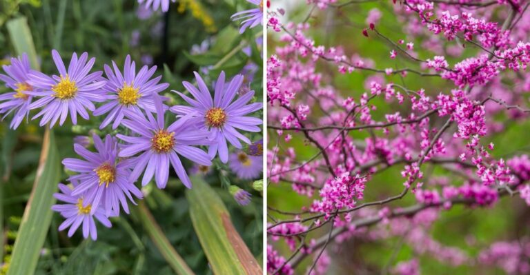 Pennsylvania Plants You Should Buy Before Nurseries Run Out This Fall