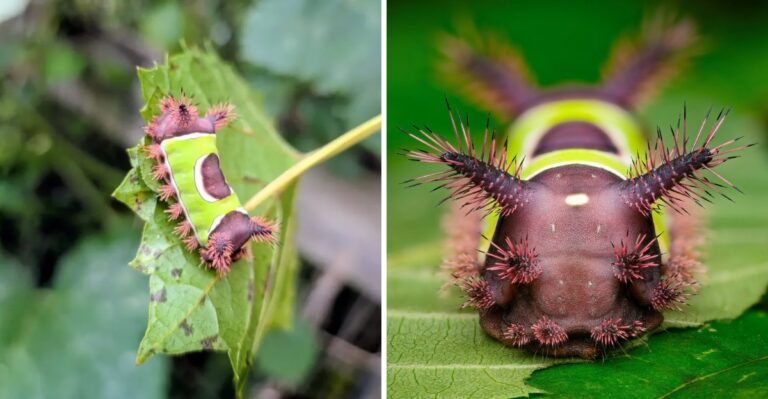 What To Do If You Spot A Venomous Saddleback Caterpillar In Your Texas Yard
