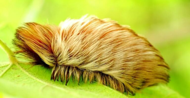 Never Touch This Fuzzy Caterpillar In Your Arizona Yard – It Hides Hollow Venomous Spines