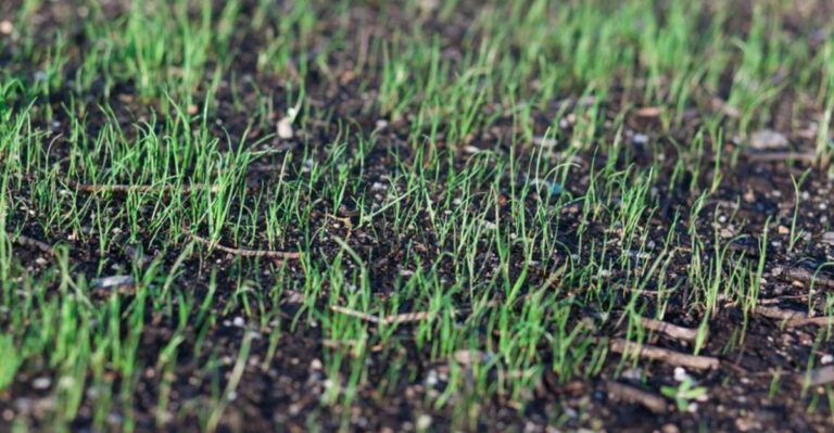 The Best Time Of Day To Overseed Your Michigan Lawn This Fall