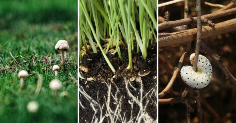 10 Signs Your Lawn Needs Dethatching Before Winter