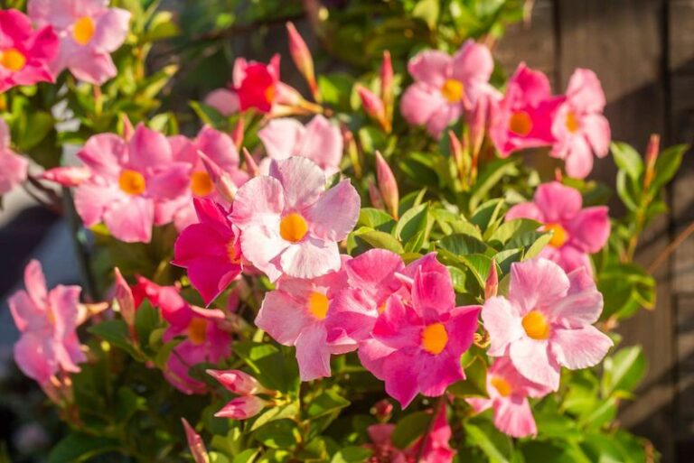 Got Mandevilla? 10 Essential Tasks Arizona Gardeners Must Do This Fall To Keep It Blooming