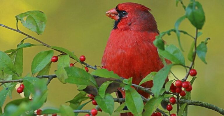 Here’s What It Means When A Cardinal Keeps Visiting Your Michigan Yard In Fall