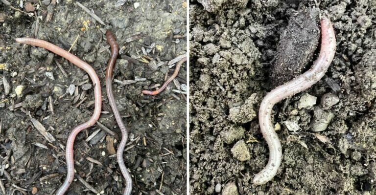 The Illinois Soil Invader Spreading Through Shared Plants And Mulch