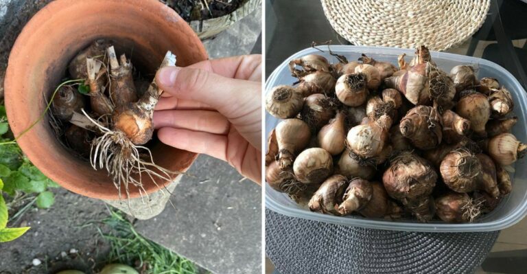 The September Task That Decides If Your North Carolina Daffodils Come Back Strong Next Spring