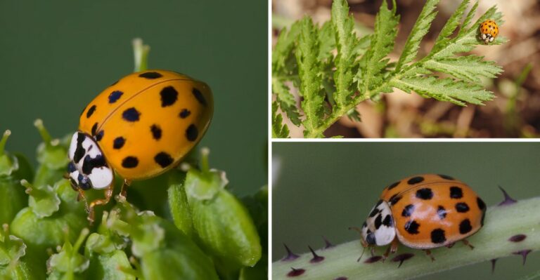 Orange Beetles Gathering On Sunny Indiana Walls Are Looking For A Place To Spend Winter