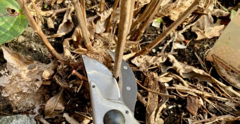 Stop Cutting Every Ohio Perennial To The Ground In September