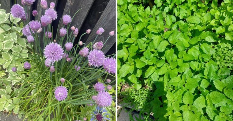 The 9 California Herbs That Can Keep Producing As Temperatures Cool