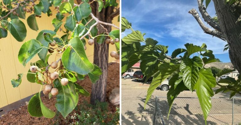 8 California Trees That Deserve A Closer Look Before Winter Winds