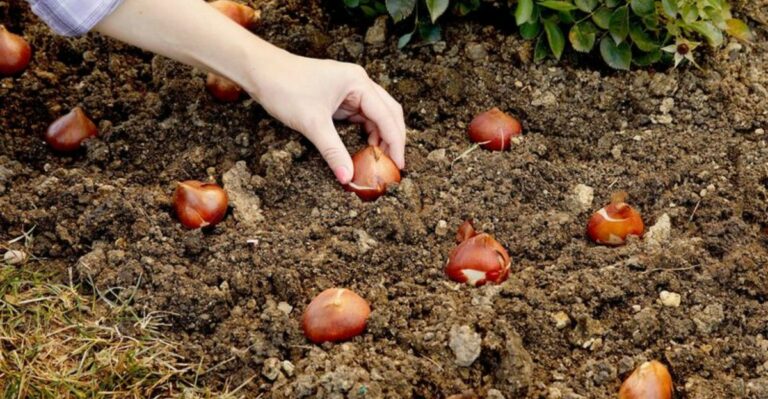 Why September Is The Best Time To Plant Tulip And Daffodil Bulbs In Michigan