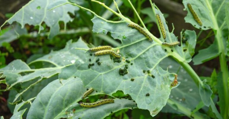 The One Thing North Carolina Cabbage Needs In October To Keep Worms Off Your Harvest