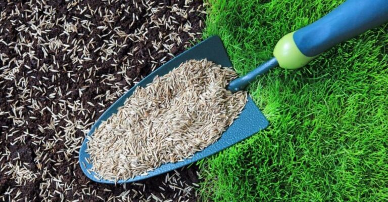 Northern Ohio Homeowners Have Less Time to Seed Grass Than They Think