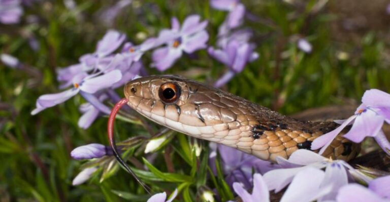9 Garden Plants That Give Snakes A Place To Hide