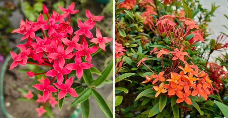 Should You Trim Florida Ixora In September Or Let The Fall Flowers Continue?