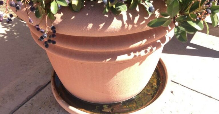 Found Gray Coils Under a Pot? They May Be Millipedes
