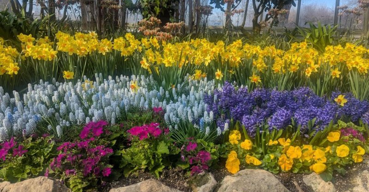 spring bulbs in full bloom