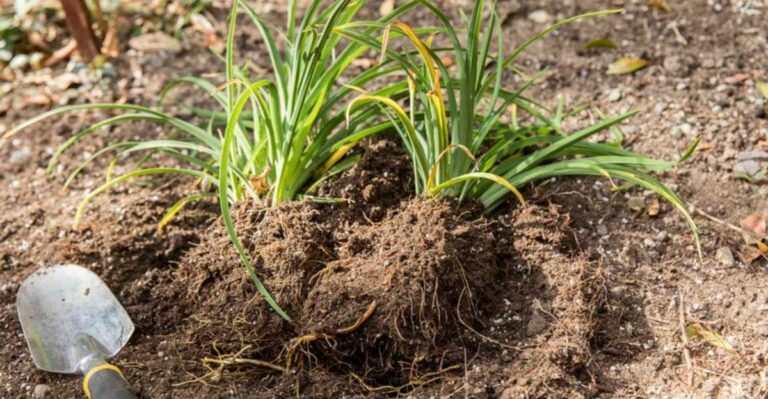 Indiana Gardeners Still Have Time To Divide Overcrowded Daylilies