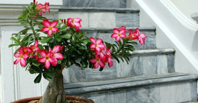 Should You Prune A Desert Rose In September Or Wait Until Spring In Florida