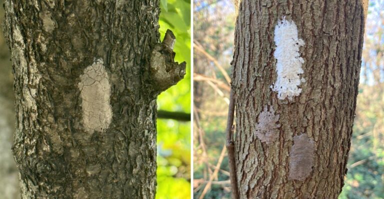 The Mud-Like Smears Appearing On Maryland Trees Are Worth A Second Look