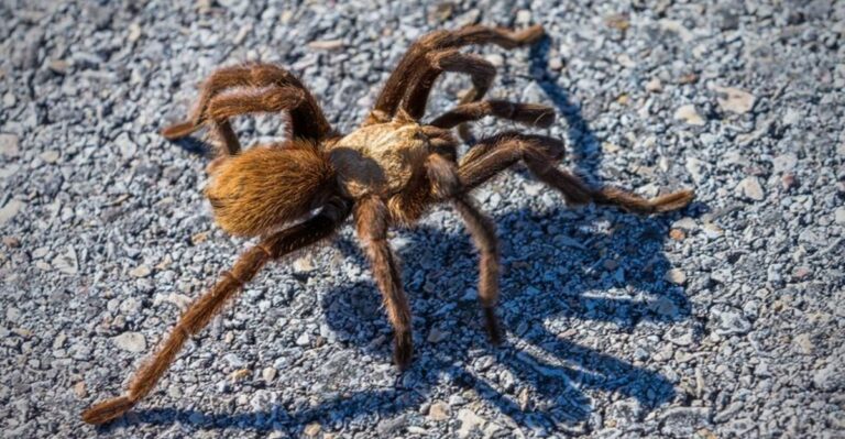Large Hairy Spiders Are Crossing Missouri Roads This Month For A Surprising Reason