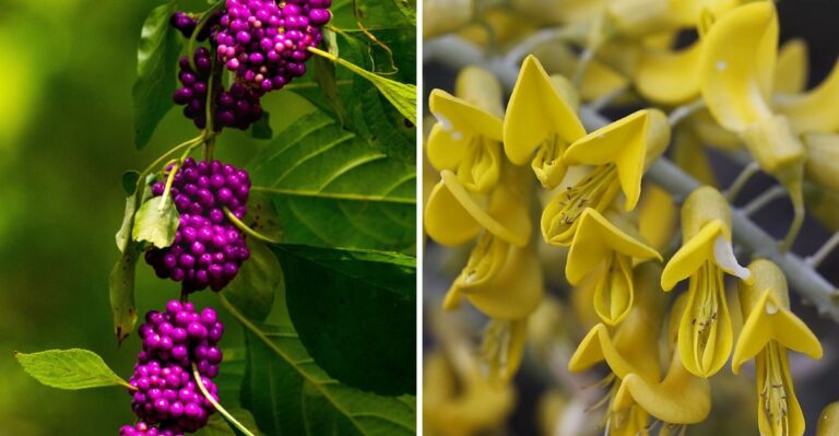 What Florida Gardeners Are Planting Instead Of Golden Dewdrop