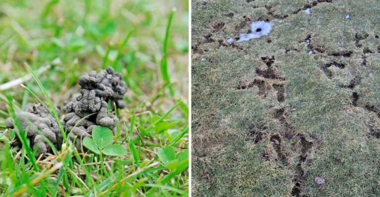What Those Small Holes Appearing Across Your Texas Lawn Could Actually Mean