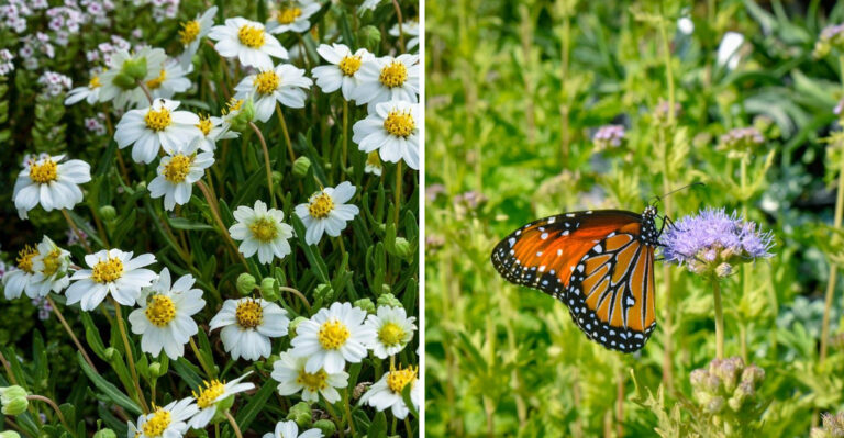 shasta daisy and greggs mistflower