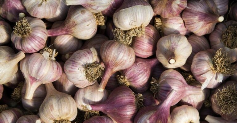 The One Thing You Must Do To Pennsylvania Garlic Before September Ends
