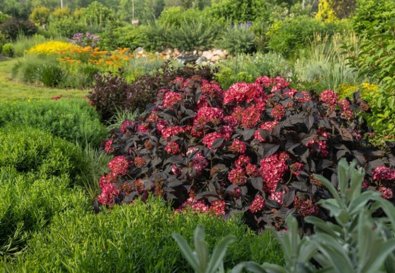 Have you met the Eclipse hydrangea yet? The dark-leaved beauty Oregon shade gardens have been waiting for