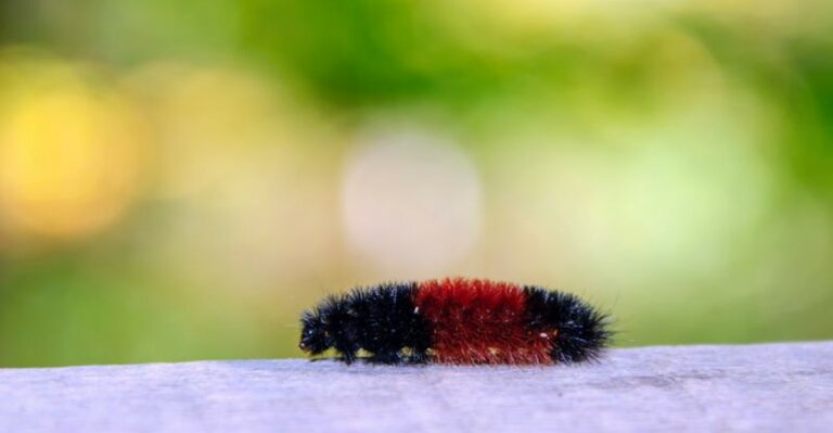 Fuzzy Black And Brown Caterpillars Are Crawling Across Missouri Driveways For A Reason