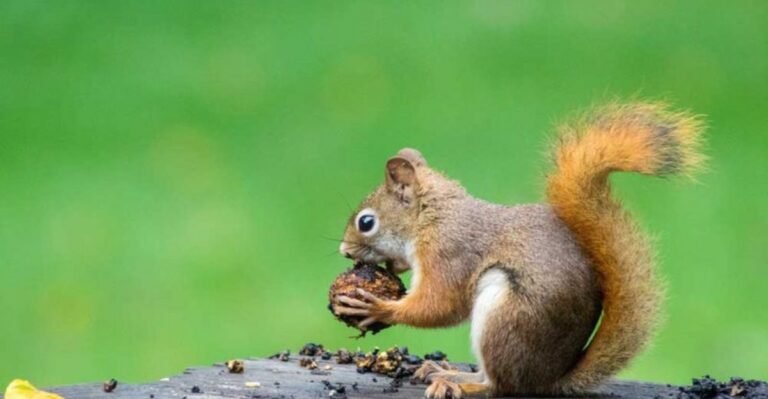 8 Ways To Keep Squirrels From Digging Up Your Bulbs